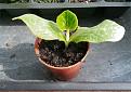 Click image for larger version

Name:	Seedling 2.jpg
Views:	236
Size:	935.4 KB
ID:	2497232
