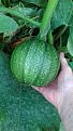 Click image for larger version

Name:	squash 2.jpg
Views:	209
Size:	462.5 KB
ID:	2509157