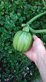 Click image for larger version

Name:	squash3.jpg
Views:	199
Size:	390.5 KB
ID:	2509159