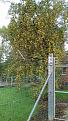 Click image for larger version

Name:	crab apple.jpg
Views:	297
Size:	906.0 KB
ID:	2515043