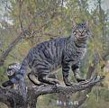 Click image for larger version

Name:	Titch up tree.JPG
Views:	207
Size:	73.8 KB
ID:	2526994