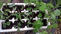 Click image for larger version

Name:	Peas.jpg
Views:	217
Size:	506.0 KB
ID:	2529005