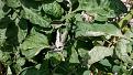 Click image for larger version

Name:	Blight.jpg
Views:	339
Size:	496.1 KB
ID:	2531164