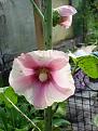 Click image for larger version

Name:	stockrose-garten3.jpg
Views:	402
Size:	146.1 KB
ID:	2536475
