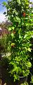 Click image for larger version

Name:	IMG_20220809_135154.jpg
Views:	347
Size:	777.7 KB
ID:	2550242
