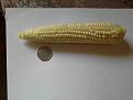Click image for larger version

Name:	corn.jpg
Views:	341
Size:	172.4 KB
ID:	2567292