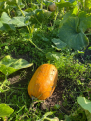 Click image for larger version

Name:	mystery squash.png
Views:	283
Size:	1.78 MB
ID:	2569035