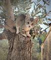 Click image for larger version

Name:	Missy in Tree.jpg
Views:	142
Size:	121.3 KB
ID:	2585629