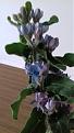 Click image for larger version

Name:	flower2.jpg
Views:	130
Size:	486.9 KB
ID:	2591286