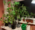 Click image for larger version

Name:	tomato jungle.jpeg
Views:	193
Size:	1.45 MB
ID:	2595976