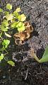 Click image for larger version

Name:	1745669580526.jpeg
Views:	53
Size:	965.0 KB
ID:	2596090