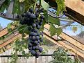 Click image for larger version

Name:	IMG_1300.jpeg
Views:	82
Size:	863.7 KB
ID:	2600985