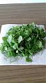 Click image for larger version

Name:	claytonia.jpg
Views:	77
Size:	307.4 KB
ID:	2611421