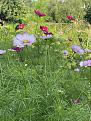 Click image for larger version

Name:	cosmos &amp;amp; sweetcorn.jpg
Views:	542
Size:	275.4 KB
ID:	2611575