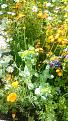 Honeywort  Fox n cubs  californian poppies   yellow loosestrife