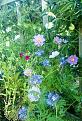 Cosmos,oxeye daisies,scorpion plant and tapestry phlox