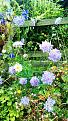 Scabious Butterfly Blue Buttercups oxeye daisy Aquilegia deep blue and Londons pride