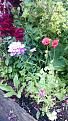 Poppies,Candytuft   Snapdragon Black Prince Ladys Mantle