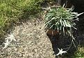 Beautiful little plant