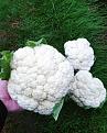 Lovely no dig caulis