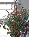 Chilli 'Eureka'