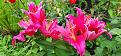 Love the colour of this lily.