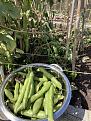 First crop of broad beans and the freezer is loaded up