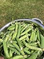 First few rows of peas, super sweet
