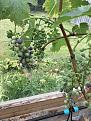 Grapes coming on, they are Pino Noir