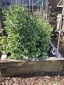 Raised bed 1 (of 5)