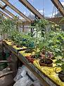 Tomatoes and chilli’s