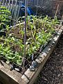 Raised bed 2 (of 5)