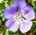 Not sure what these are but were all over this geranium.