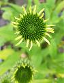 Echinacea starting to open