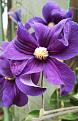 Clematis