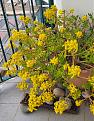 Jade plant on a seaside balcony